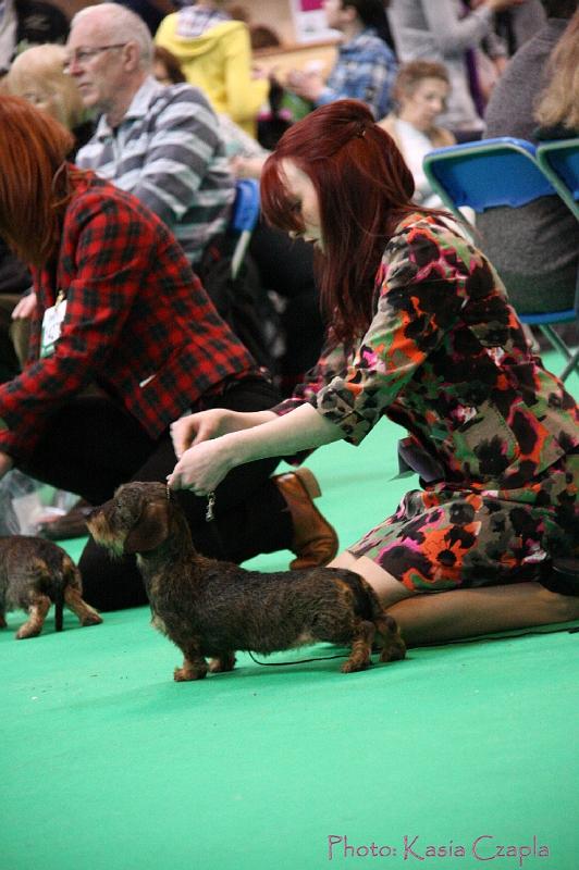 Crufts2011_2 1181.jpg